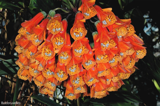Bomarea Multiflora - The Trailing Lily - Royal Vine - 20 Seeds