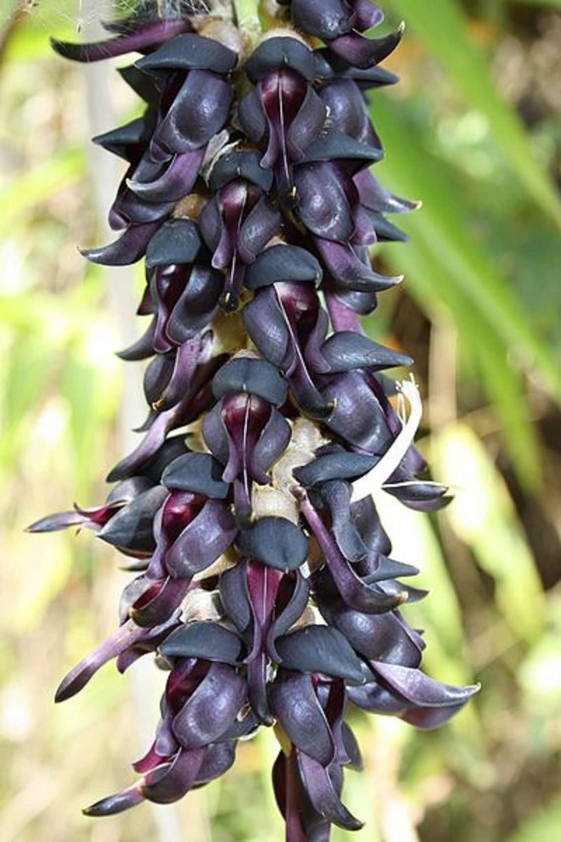 Mucuna Pruriens * Velvet Bean * Climbing Vine - 1 Seeds - RARE