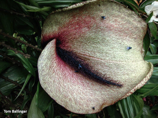 Helicodiceros Muscivorus - Dead Horse Arum Lily - Molto raro - 3 semi