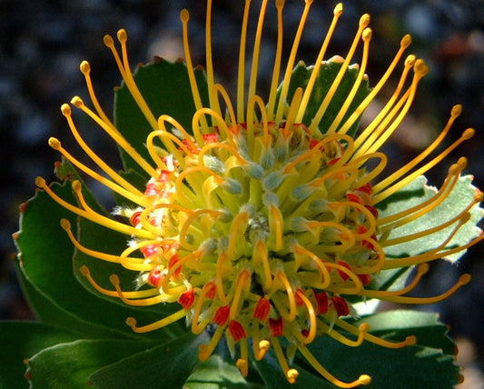 Leucospermum Praecox - Mossel Bay Pincushion - Raro - 3 Sementes