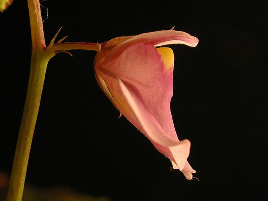 Utricularia Calycifida - Fiore di Salmone - Carnivoro - 10 Semi