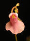 Utricularia Calycifida - Salmon Flower - Carnivorous - 10 Seeds
