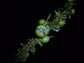 マルガリタリアノビリス-鮮やかな虹色の青い果実-5シード