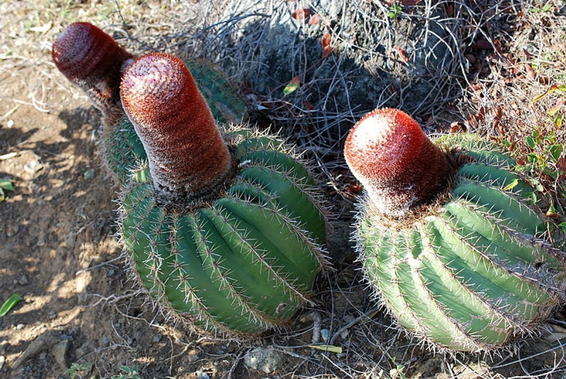 Melocactus Intortus - The Coast Melon - Rare Species Cactus - 5 Seeds
