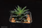 Haworthia Tortuosa * Spiral Cactus * Rare - 5 seeds