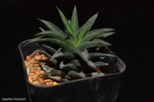Haworthia Tortuosa * Cactus a spirale * Raro - 5 semi