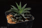Haworthia Tortuosa * Spiral Cactus * Rare - 5 seeds