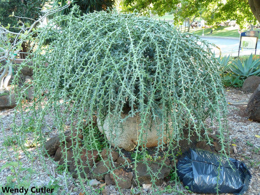 Adenia Globosa - Climbing Plant - 3 Seeds - Globe Shape Trunk - Medical Plant RARE