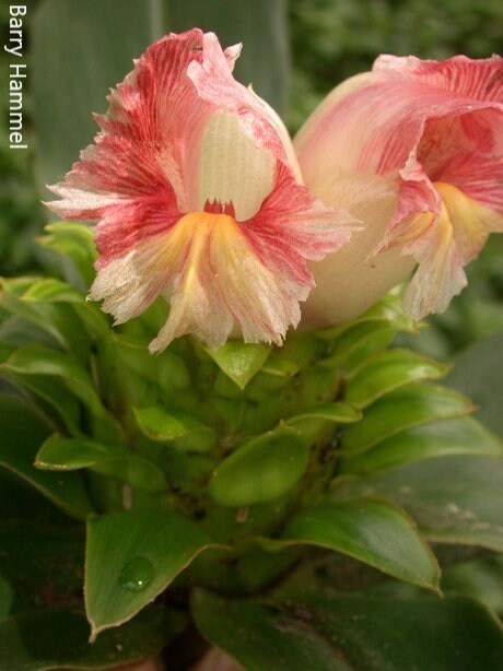 Costus Guanaiensis - Pianta rampicante - Fiori erbacei commestibili - 10 semi