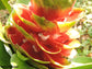 Costus Guanaiensis - Planta Rastejante - Flores Herbáceas Comestíveis - 10 Sementes
