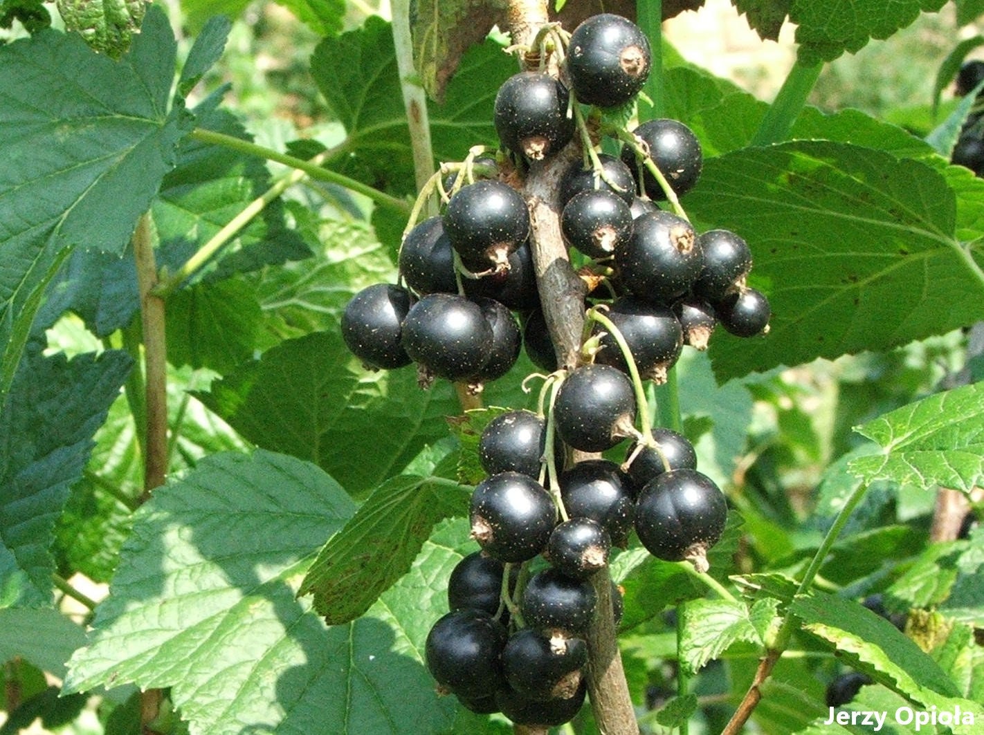 Black Currant - Ribes Nigrum - 50 Seeds - Cassis Healthy Fruit - For Jams, Preserves & Syrups