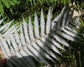 Cyathea Dealbata - Silver Tree Fern - Ponga - Medium-Sized Garden Tree -Night Walking Light Tree - 5 Seeds