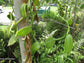 Vanilla Planifolia -  Vine Vanilla Orchid - Flat-Leaved Vanilla Flavour - Endangered - 10 Seeds