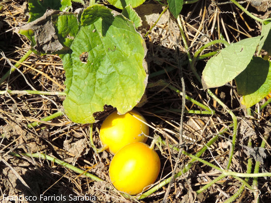 Cionosicyos Macranthus - Frutto della passione di Panama - Vite rampicante - Raro - 5 semi