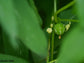 Diplocyclos Palmatus - Attractive Tropical Climber Vine - Striped Lollipop - Rare - 5 Seeds