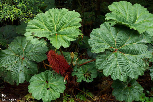 グンネラインシグニス-貧乏人の日傘-巨大な葉-印象的な園芸植物-5つの種子-珍しい