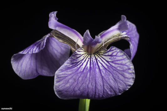 Iris Setosa - L'iris a punta setola - Viola - Blu - Fiore artico - 10 semi