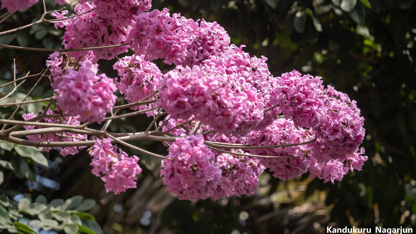 Tabebuia Rosea - Pink Poui - Rosy Trumpet Tree - Roble De Sabana - 5 Seeds
