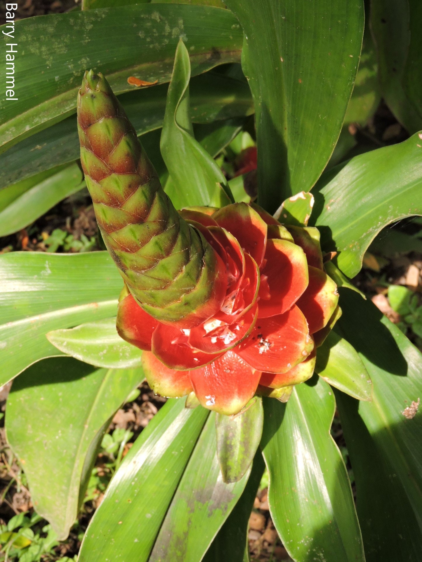 Costus Guanaiensis - Creeping Plant - Herbaceous Edible Flowers - 10 Seeds