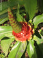 コスタスグアナイエンシス-忍び寄る植物-草本の食用花-10の種子