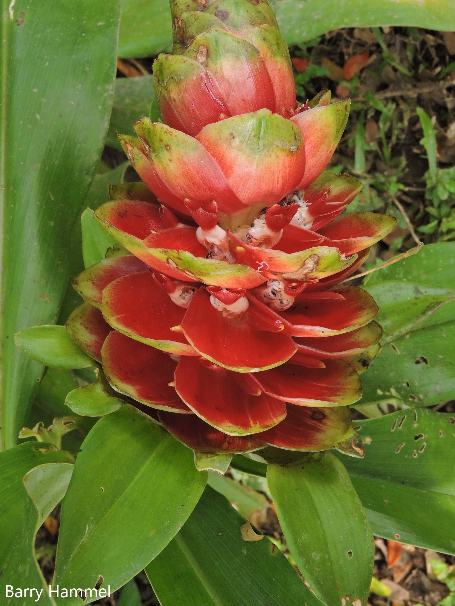 Costus Guanaiensis - Planta Rastejante - Flores Herbáceas Comestíveis - 10 Sementes