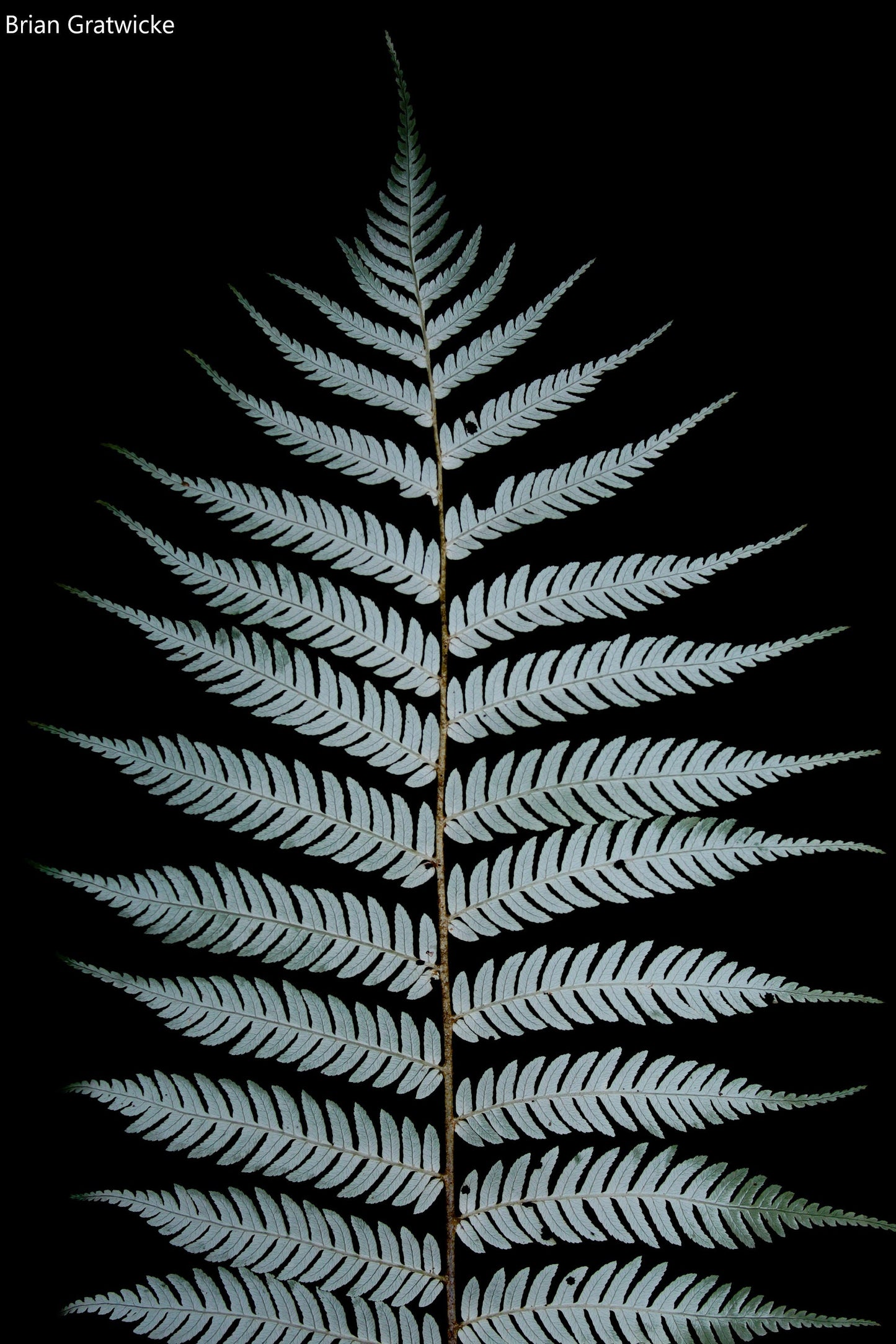 Cyathea Dealbata - Samambaia de Prata - Ponga - Árvore de Jardim de Tamanho Médio - Árvore de Luz de Caminhada Noturna - 5 Sementes