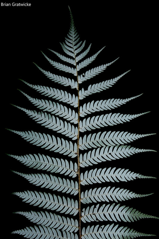 Cyathea Dealbata - Felce d'argento - Ponga - Albero da giardino di medie dimensioni - Albero luminoso da passeggio notturno - 5 semi