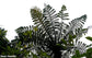 Cyathea Dealbata - Samambaia de Prata - Ponga - Árvore de Jardim de Tamanho Médio - Árvore de Luz de Caminhada Noturna - 5 Sementes