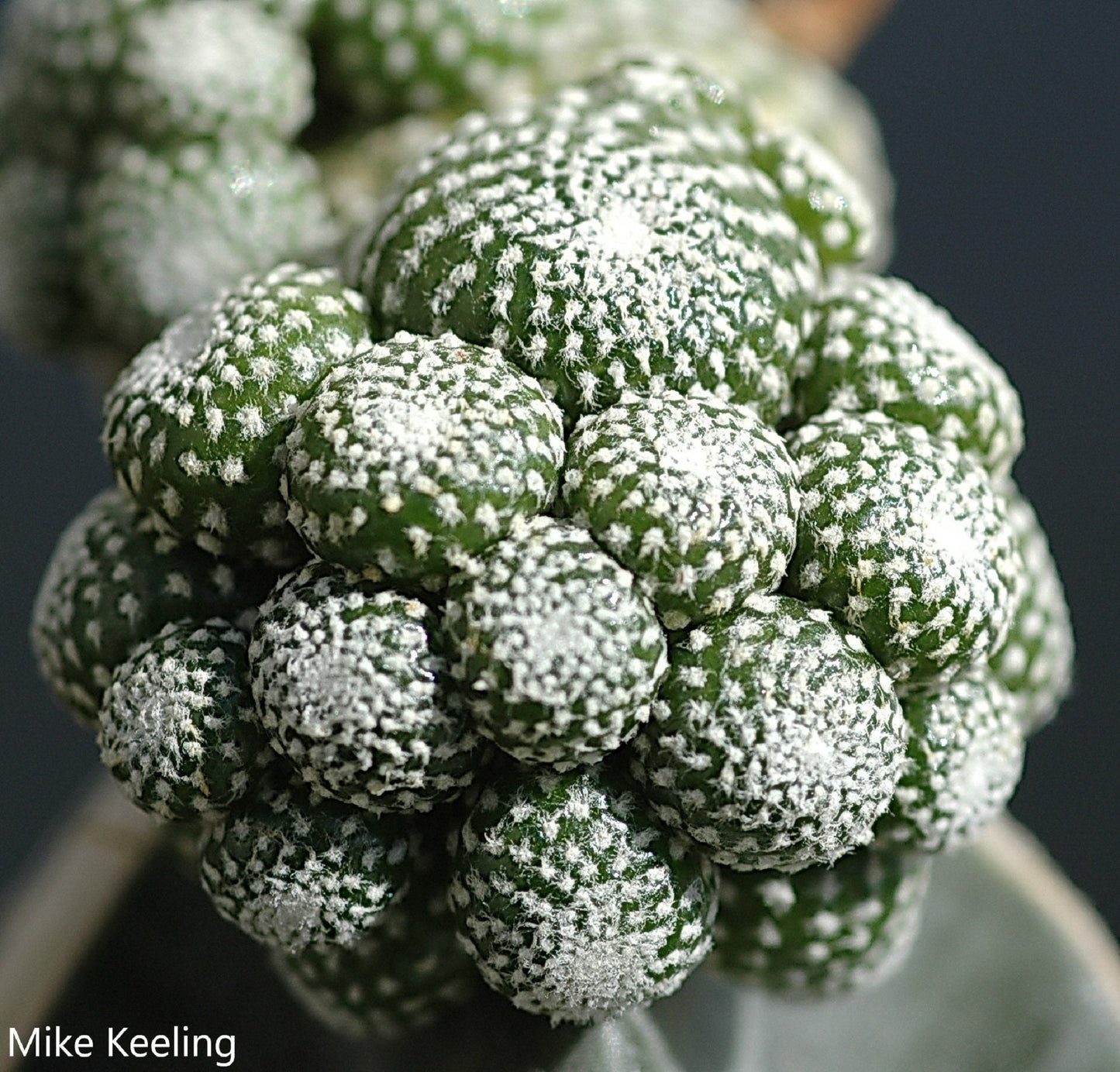 Blossfeldia Subterranea - Diskos Cactus - Rare Andes Cactus - 10 Seeds