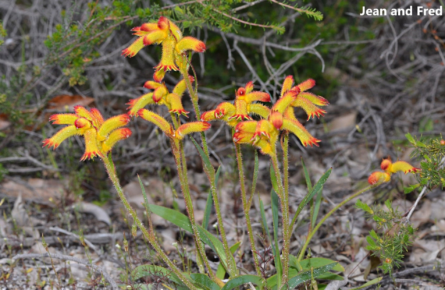 Anigozanthos Humilis - Catspaw - Fire Flowers - Flowering Plant - 25 Seeds RARE