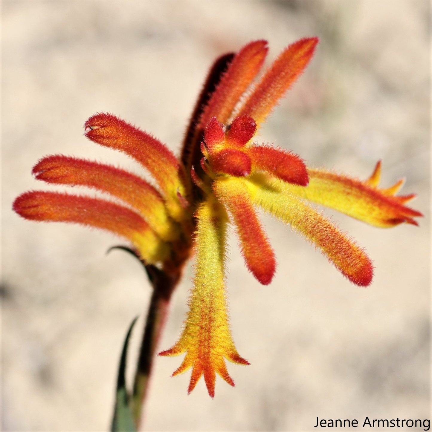 Anigozanthos Humilis - Catspaw - Fire Flowers - Flowering Plant - 25 Seeds RARE