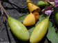 Passiflora Mollissima - 30 Seeds - Banana Passion Fruit - Delicious Vine * Fresh