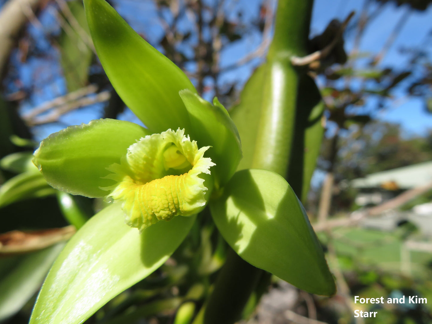 Vanilla Planifolia -  Vine Vanilla Orchid - Flat-Leaved Vanilla Flavour - Endangered - 10 Seeds