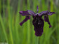 Iris Chrysographes - The Black Beauty Iris Flower - True Black Knight Iris - 5 Seeds