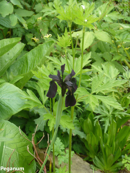 Iris Chrysographes - The Black Beauty Iris Flower - True Black Knight Iris - 5 semi