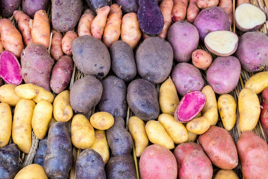 Solanum Tuberosum - Mix di patate multicolori - 10 veri semi non radicati - Coltiva la tua patata