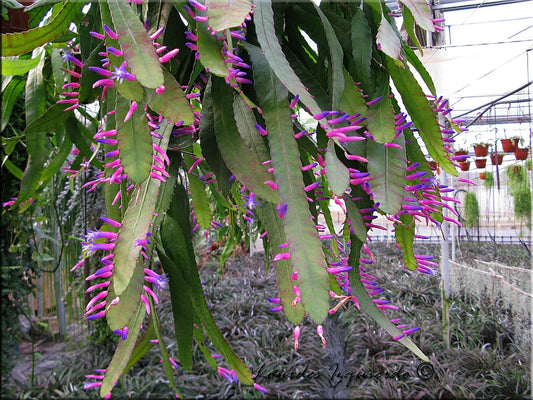 Wittia Amazonica * Amazing Pink Epiphyllum * Diso cactus * Estremamente raro * 5 semi *