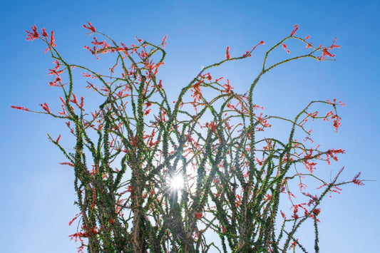 Fouquieria Splendens - Ocotillo - Candlewood - Desert Coral - Tarzan Cactus - 5 semi rari