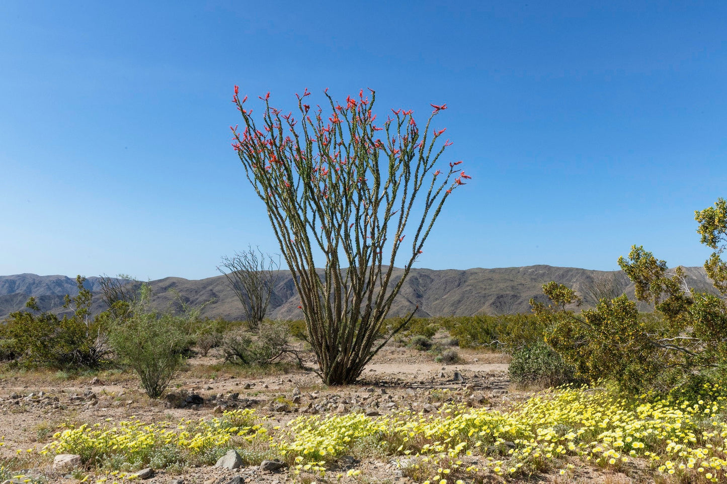 Fouquieria Splendens - Ocotillo - Candlewood - Desert Coral -  Tarzan Cactus - 5 Seeds Rare