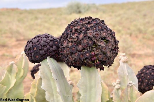 Caralluma Acutangula - Bola de Flores Negras - Muito Rara - 5 Sementes Frescas