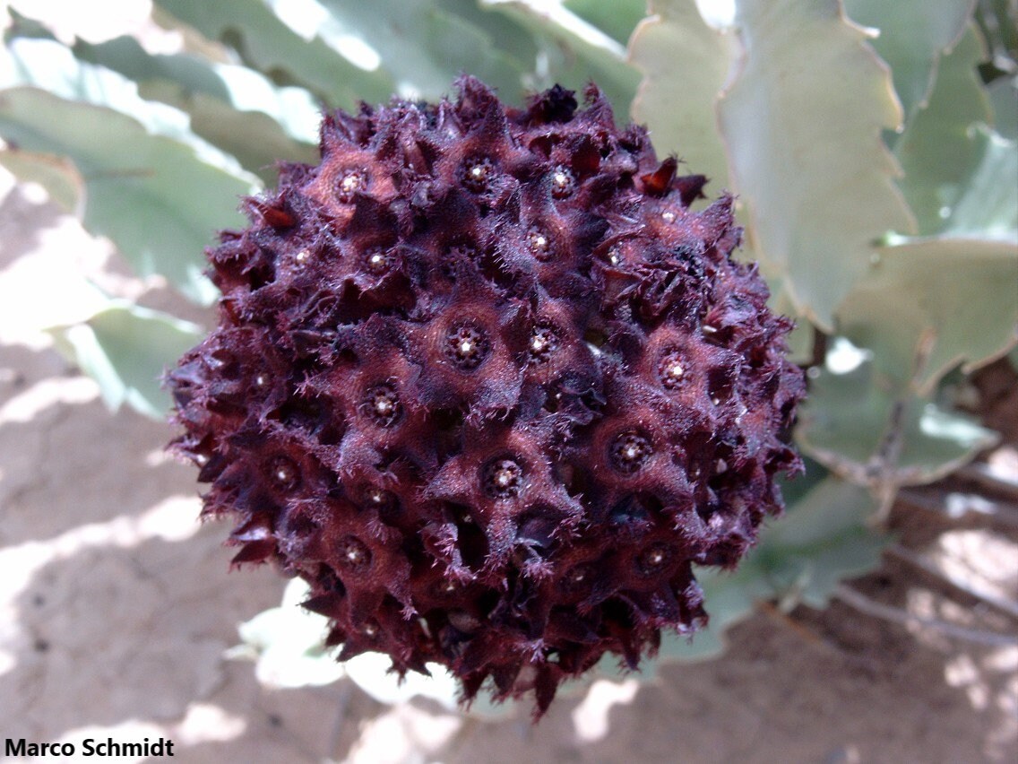 Caralluma Acutangula - Bola de Flores Negras - Muito Rara - 5 Sementes Frescas
