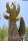 Carnegiea Gigantea -50 Seeds - The Saguaro - Tree-Like Cactus - Long Lifespan Cactus