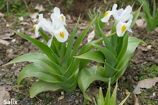 Iris Magnifica - Fiore di merito del giardino reale - Fiori bianchi di lavanda rari - 5 semi