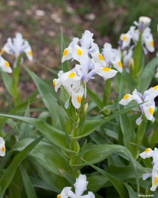 Iris Magnifica - Fiore di merito del giardino reale - Fiori bianchi di lavanda rari - 5 semi