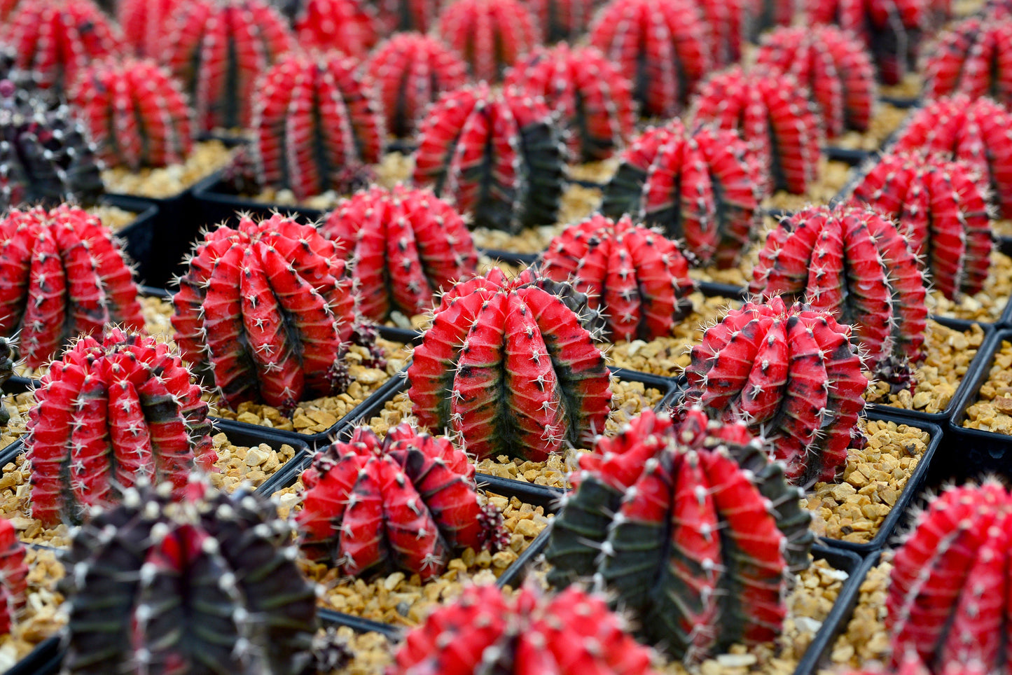 Gymnocalycium Mihanovichii 'Variegata' - Cultivated Plants Cactus - 5 Seeds - Green/Red/Yellow RARE