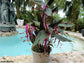 Globba Winitii - Dancing Ladies Ginger Stunning Purple Flowers - House Plant - RARE  10 Fresh Seeds