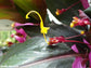 Globba Winitii - Dancing Ladies Ginger Stunning Purple Flowers - House Plant - RARE  10 Fresh Seeds