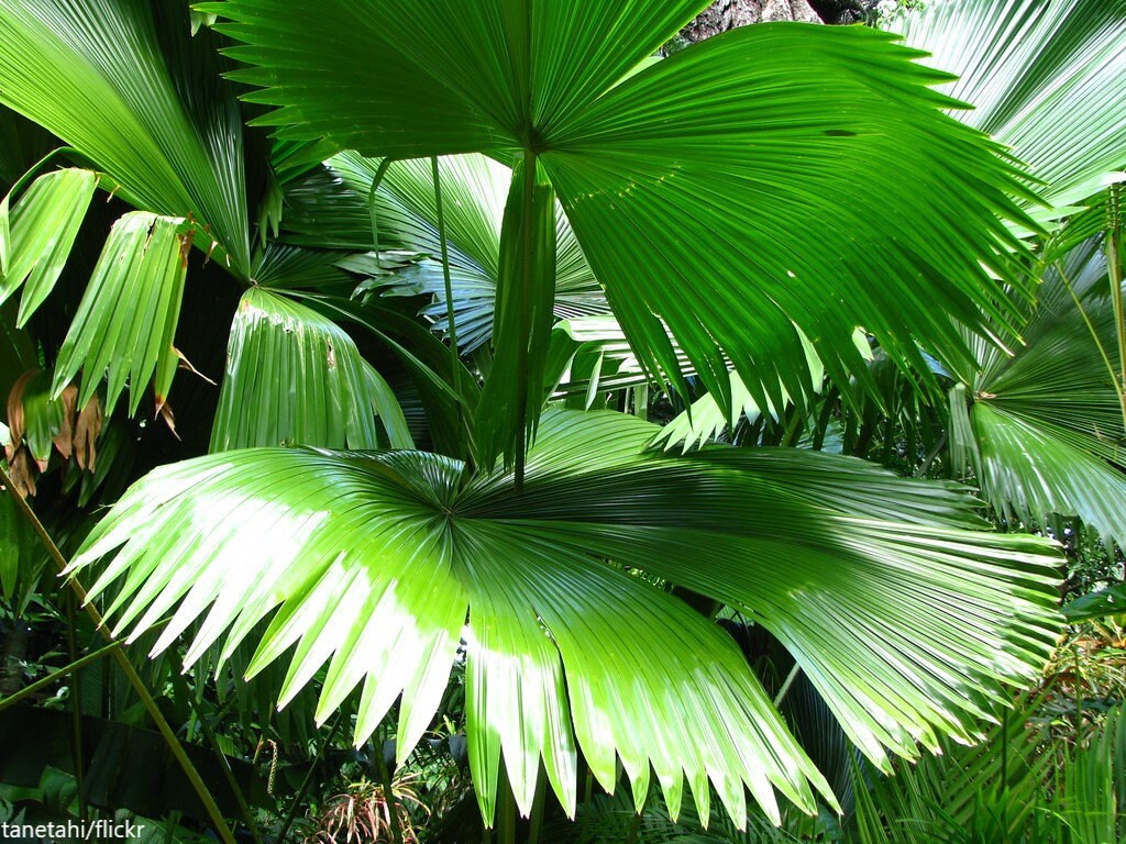 Licuala Peltata Var. Sumawongii - Palm Fan de Sumawong - 2 Seeds RARE Limited