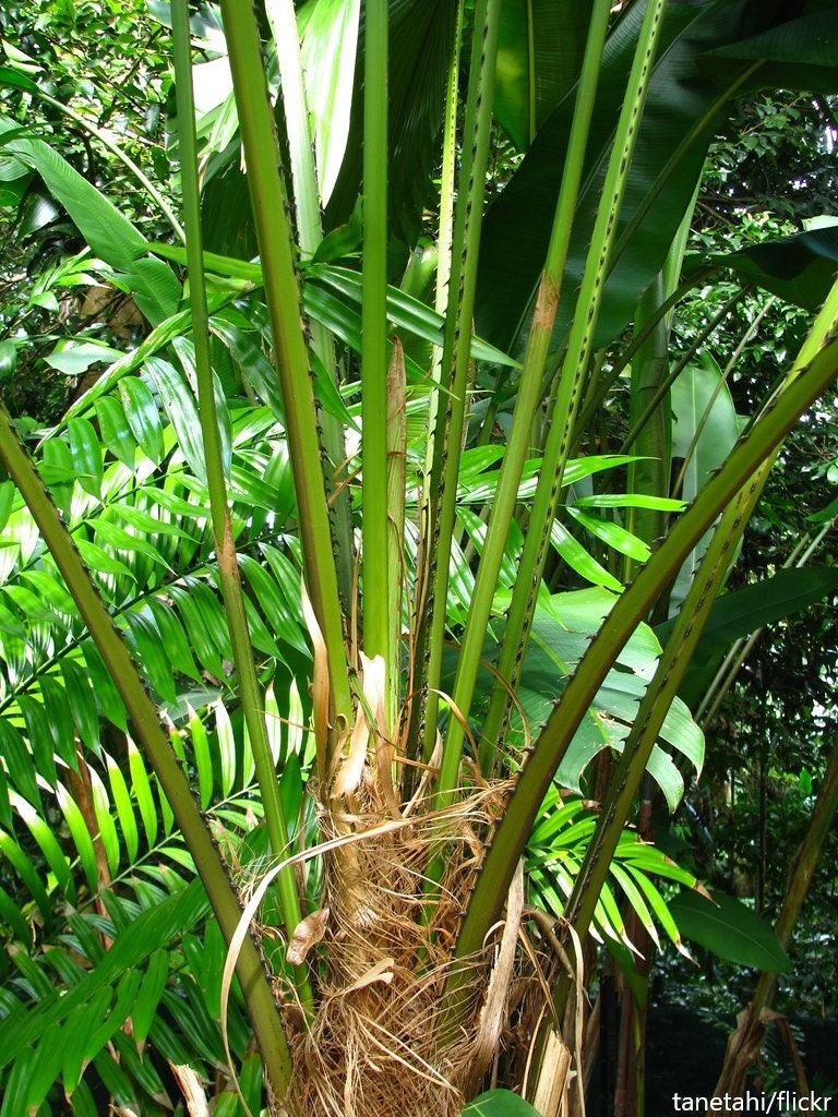 Licuala Peltata Var. Sumawongii - Palm Fan de Sumawong - 2 Seeds RARE Limited