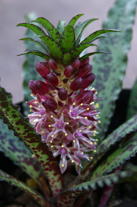 Eucomis Vandermerwei - South African Pineapple Lily - 5 Seeds - RARE